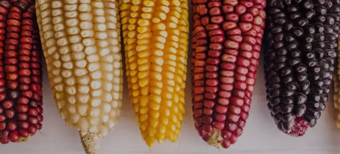 Yellow Corn Maize